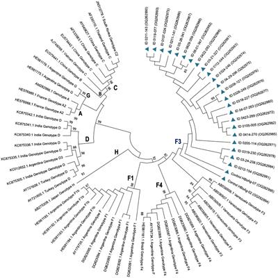 High frequency of Lamivudine and Telbivudine resistance mutations in hepatitis B virus isolates from human immunodeficiency virus co-infected patients on highly active antiretroviral therapy in Bucaramanga, Colombia